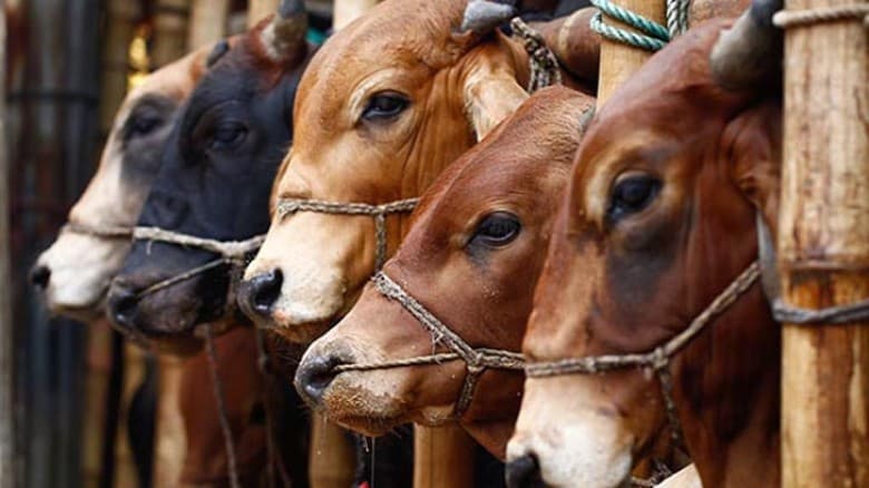 কোরবানির পশু কি বাকিতে কেনা জায়েজ?