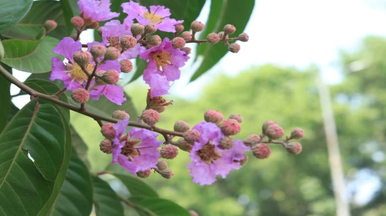 চবিতে স্বাগত জানাচ্ছে জারুল ফুল