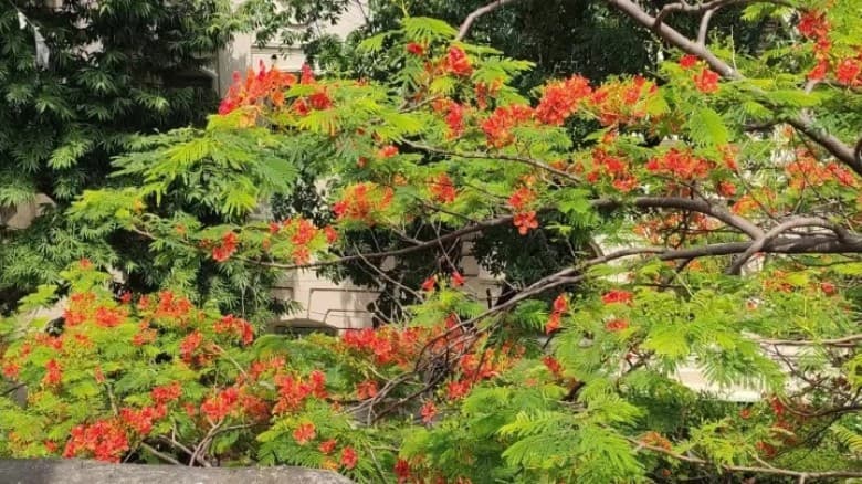 কৃষ্ণচূড়ায় রঙিন জবি ক্যাম্পাস