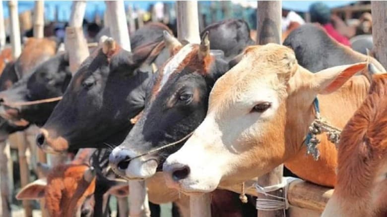 বিএনপি নেতাদের কবজায় ঢাকা দক্ষিণ সিটির কোরবানির পশুর হাট