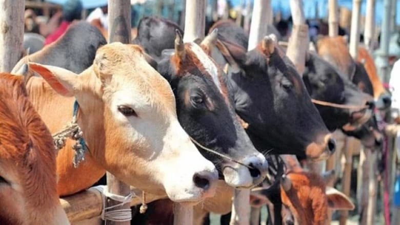 কোরবানির পশু কেনার পর যে দোয়া পড়বেন