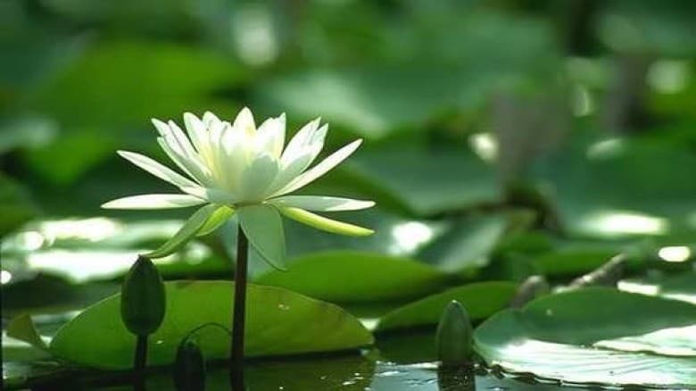 শাপলা খেলে যা উপকার