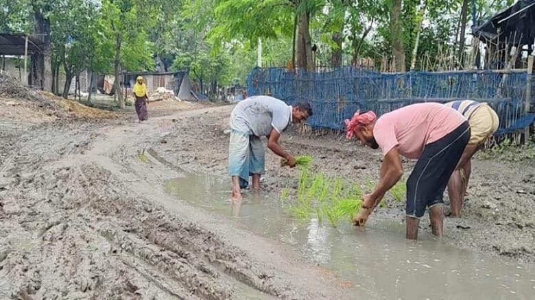 চাঁপাইনবাবগঞ্জে সংস্কার না হওয়ায় সড়কে ধান লাগিয়ে প্রতিবাদ