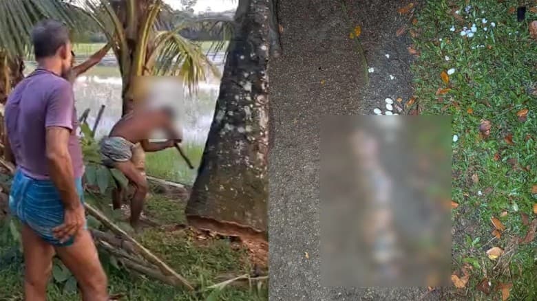 তালগাছ কেটে বাবুই পাখি হত্যায় দুই মামলা