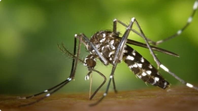 ডেঙ্গুতে আরও একজনের মৃত্যু, হাসপাতালে ৩৫৮