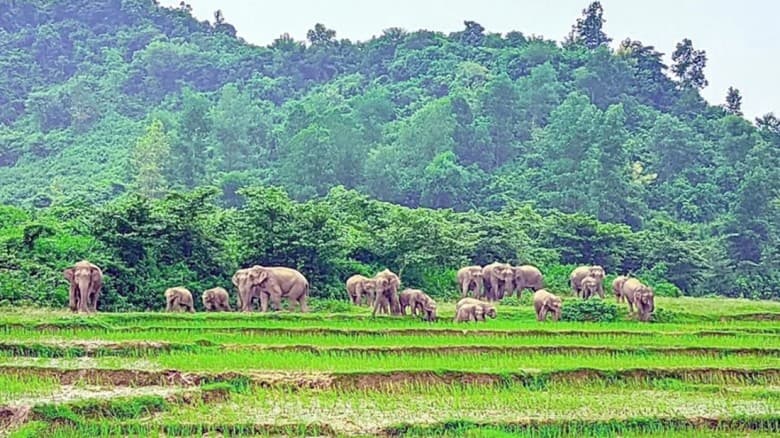 বুনোহাতির তাণ্ডবে আতঙ্কে সীমান্তের ১০ গ্রামের মানুষ