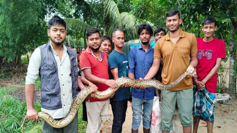 মৌলভীবাজারে ধানক্ষেত থেকে ১০ ফুট লম্বা অজগর উদ্ধার