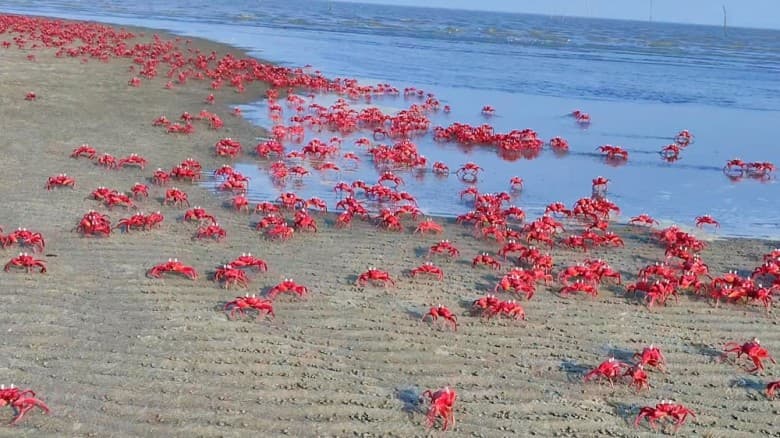 দূষণ ও বন উজাড়ে বিপন্ন কুয়াকাটার লাল কাঁকড়া