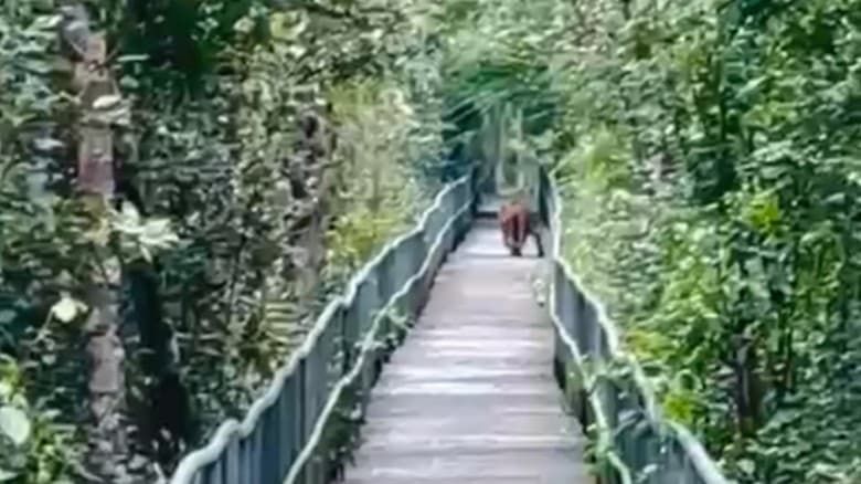 সুন্দরবনের পর্যটন স্পটে চলে এলো বাঘ