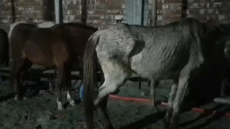 গাজীপুরে ৩৭ রুগ্ন ঘোড়া ও ৫ মণ ঘোড়ার মাংস উদ্ধার