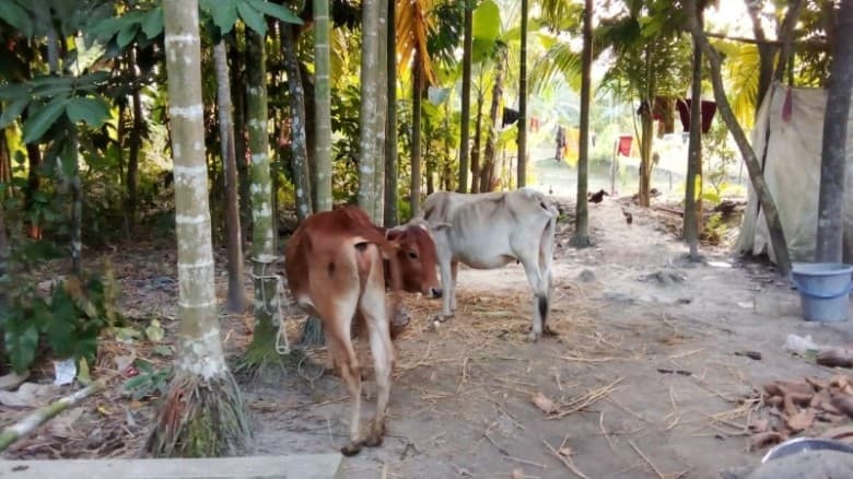 পাওনা টাকা আদায়ে কৃষকের গরু ছিনিয়ে নিলেন জামায়াত নেতা