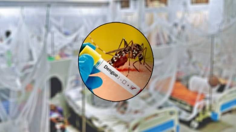 ডেঙ্গুতে আরও ৩ জনের মৃত্যু, হাসপাতালে ভর্তি ৫৯৩