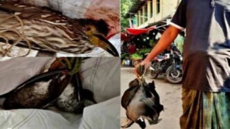 ফকিরহাটে প্রকাশ্যে বিক্রি হচ্ছে নিষিদ্ধ অতিথি পাখি