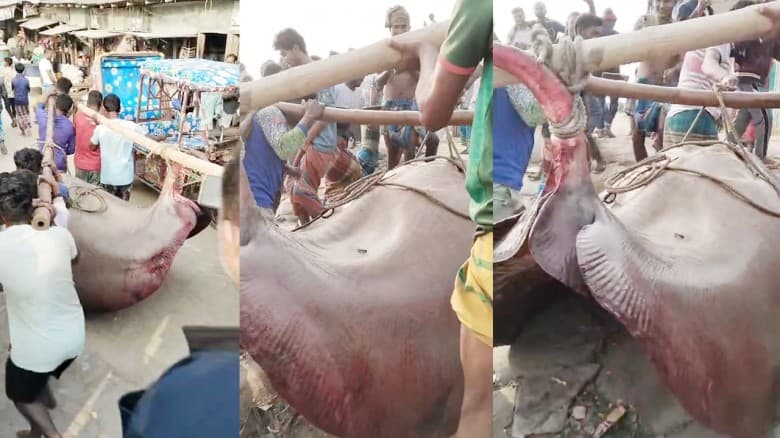 লক্ষ্মীপুরে ৬ মণ ওজনের শাপলা পাতা মাছ ধরা পড়েছে, ৭৫ হাজারে বিক্রি