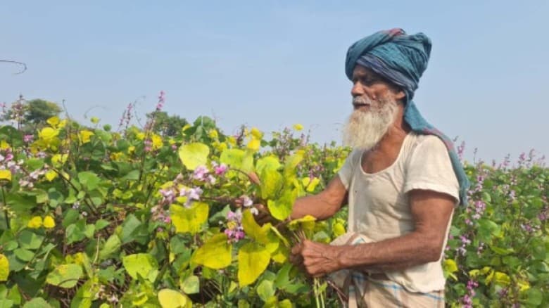 বরগুনার ‘সবজি গ্রামে’ শিম চাষিদের নিঃশব্দ আর্তনাদ