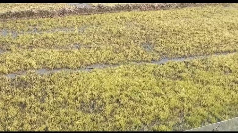 ফুলবাড়ীতে শীত ও ঘন কুয়াশায় বোরো চারা নিয়ে দুশ্চিন্তায় কৃষক