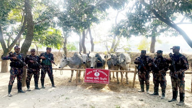 চাঁপাইনবাবগঞ্জ সীমান্তে পৃথক অভিযানে ভারতীয় নেশাজাতীয় সিরাপ ও গরু জব্দ করেছে ৫৩ বিজিবি