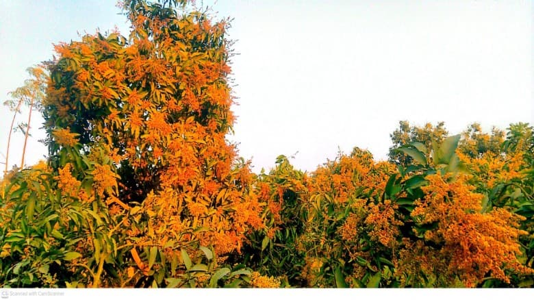 আমের রাজধানী চাঁপাইনবাবগঞ্জে সবুজের বুক উঁকি দিচ্ছে  স্বর্ণালী আভা