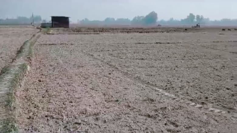 দিনাজপুরের ফুলবাড়ীতে ব্যক্তি শত্রুতার জেরে ধান রোপণ হয়নি কয়েক একর জমিতে