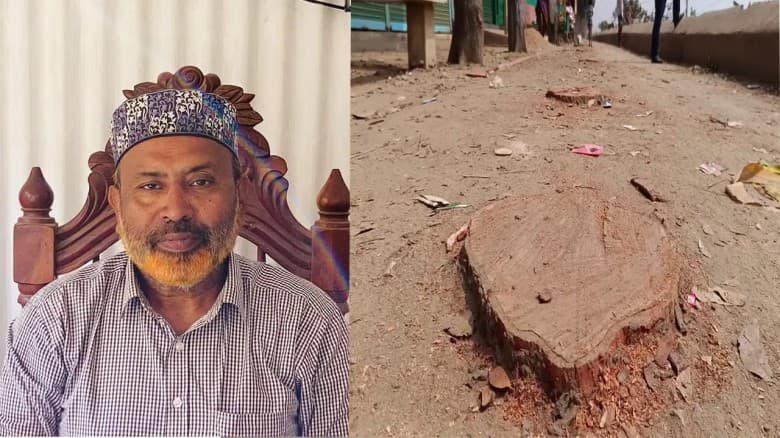 বিএনপি নেতার গাড়ি প্রবেশের সুবিধার্থে বেড়িবাঁধের ২০টি গাছ কাটার অভিযোগ