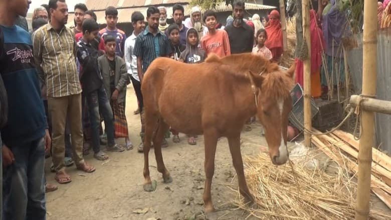 গোপালপুরে গভীর রাতে ৮টি ঘোড়া জবাই করে মাংস প্যাকেট, চারজন আটক
