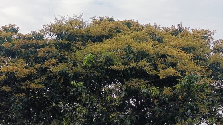 আমের মুকুলে উৎসবমুখর বাঘা, ফলন নিয়ে আশাবাদী কৃষক