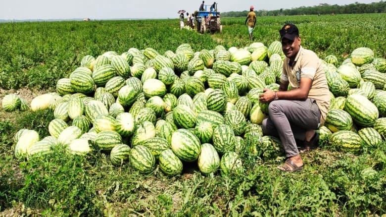 বরগুনা বেতাগীর ৩ ভাইয়ের ১০০ একর জমিতে তরমুজের বাম্পার ফলন