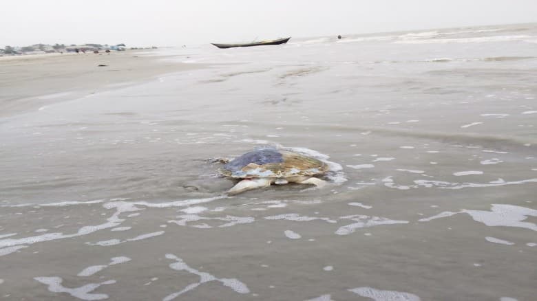 কুয়াকাটায় সৈকতে মিলল বিপন্ন প্রজাতির অলিভ রিডলি কচ্ছপের মৃতদেহ