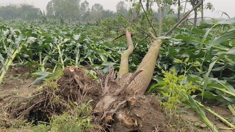 ঠাকুরগাঁওয়ের বালিয়াডাঙ্গীতে ঝড়ে ভেঙ্গে পড়েছে ভুট্টারগাছ, ক্ষতিগ্রস্ত প্রান্তিক চাষীরা
