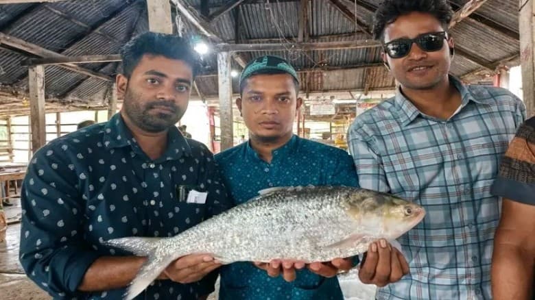 বরগুনা পাথরঘাটায় ১ কেজি ৮০০ গ্রাম  ইলিশ মাছ বিক্রি হল ৮ হাজার টাকা