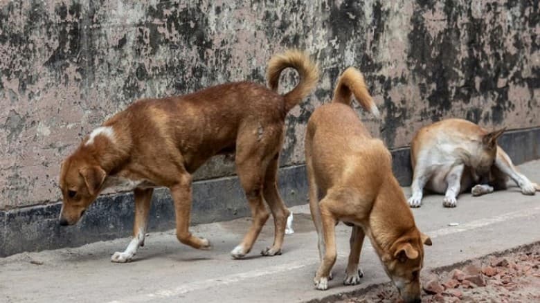 দেবিদ্বারে কুকুরকে লাথি মারার  প্রতিবাদে কৃষক হ ত্যা।