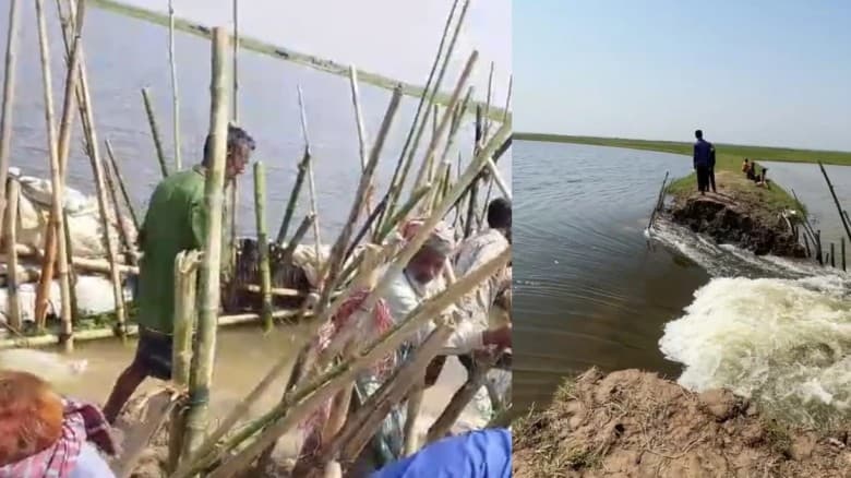 হাওরে বাঁধ ভেঙে ঢুকছে পানি  ফসল রক্ষায় দিশেহারা কৃষক