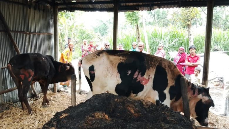 রংপুরের গঙ্গাচড়ায় কয়েলের আগুনে গোয়ালঘরে অগ্নিকাণ্ড, দগ্ধ বাবা–ছেলে