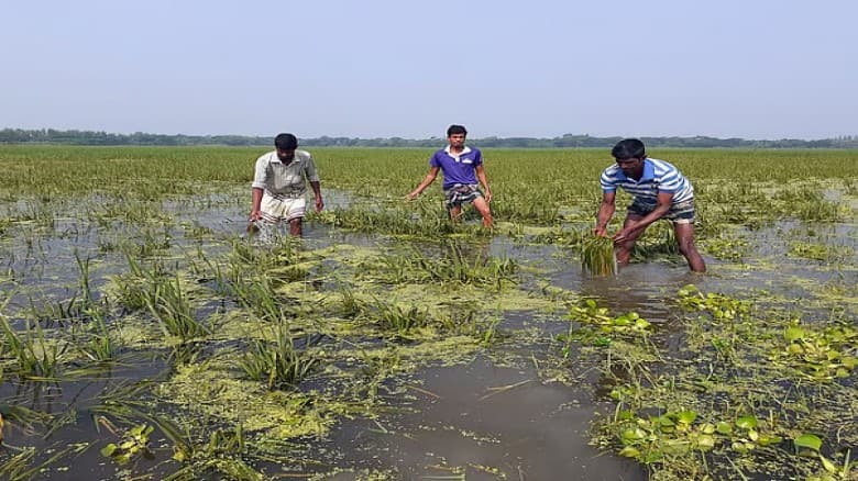 ময়মনসিংহে ৩৩৮৪ হেক্টর ফসল পানির নিচে, দুশ্চিন্তায় কৃষক
