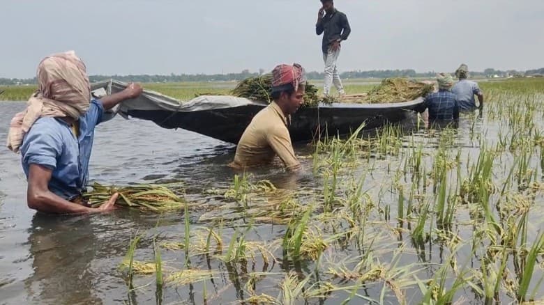 সারা দেশে তলিয়ে গেছে বোরো ধান, ঋণ পরিশোধে দুশ্চিন্তায় চাষি