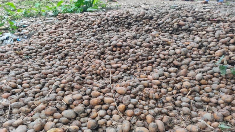 আলুর দামে ধস, দিশেহারা কৃষক