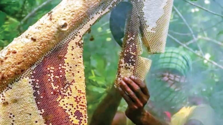 সুন্দরবনে বাঘের আক্রমণে মৌয়াল আহত