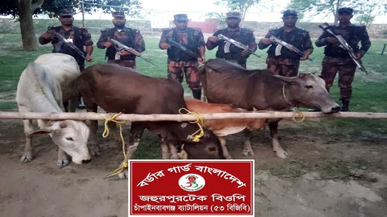 চাঁপাইনবাবগঞ্জ সীমান্তে তিন লক্ষ টাকার ভারতীয় গরু জব্দ  ৫৩ বিজিবি