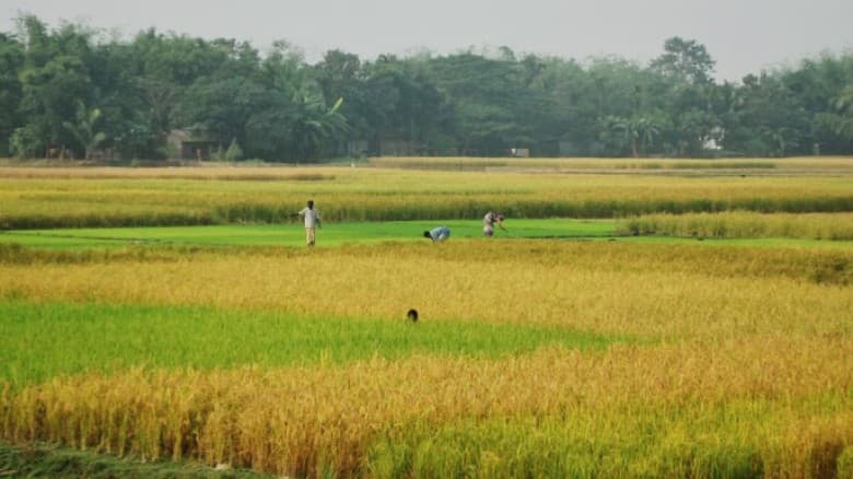 কৃষিজমি অন্য কাজে ব্যবহার করলে কঠোর শাস্তি আসছে