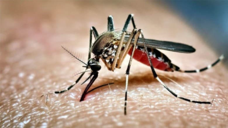 ডেঙ্গুতে আরও ৪ জনের মৃত্যু, হাসপাতালে ৮১৪