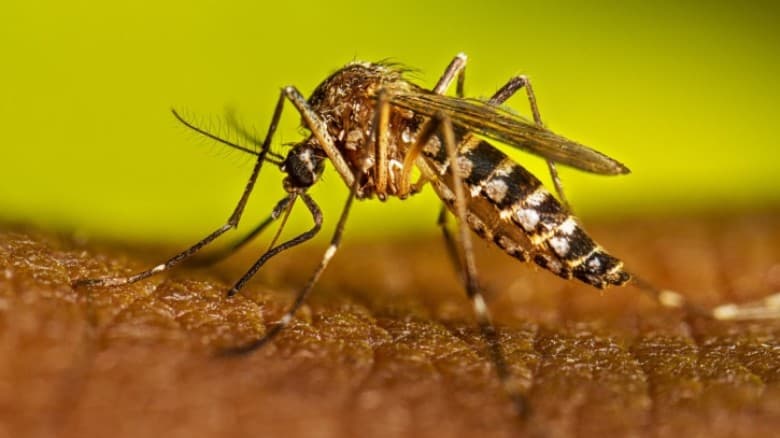 ডেঙ্গু আক্রান্ত ৭০ হাজার ছাড়াল